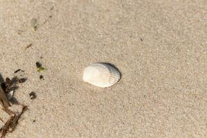 This pretty cockle shell lay on the beach among the sand. This pretty image is a classic scene by the ocean. This seashell was washed up and stranded by the ocean. I love the grooves in it. photo