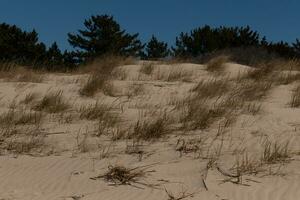 This beautiful tall grass stands here blowing in the breeze. This is part of the dune of Sunset Beach in Cape May New Jersey. The green vegetation to help from erosion. The brown sand all around photo