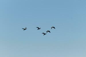 These double-crested cormorants are seen here flying in a v formation like geese would. These shorebirds stay together and look for food the ocean brings in. The clear blue sky can be seen behind. photo