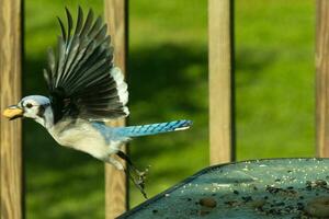 I love the look of this blue jay frozen in the air. This bird was just taking off from the table and is leaving with a peanut in his beak. His beautiful outstretched wings with pretty blue feathers. photo