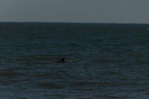 Dorsal fin of a dolphin seen in the waves of the ocean. This is a bottlenose dolphin and visits Cape May New Jersey often. Blue clear sky in the back with calm seas all around. photo