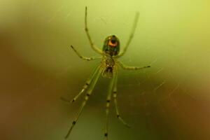 Orchard spider seen hanging in her web. The red dot on her body stands out from the green. The arachnids long legs look translucent as she holds onto the silk strands, waiting for prey. photo