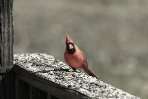 This beautiful red cardinal came out to the brown wooden railing of the deck for food. His beautiful mohawk standing straight up with his black mask. This little avian is surrounded by birdseed. photo