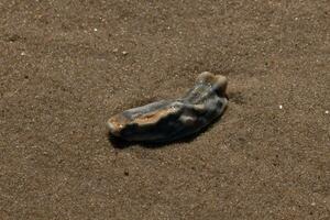 This blue oyster shell was sitting in the sand, having been brought in by the surf. The brown grains of sand all around. The seashell looking glossy from still being wet. photo