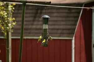 I love the look of these goldfinches on this birdfeeder. The brightly colored birds really love to come out to get some black oil sunflower seed. I love the yellow and black feathers. photo