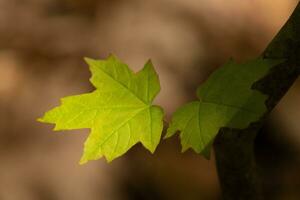 This sugar maple leaf was handing in the forest. The sunlight reflecting off almost makes it look like it is glowing. The creases in the leaf are actually veins. photo