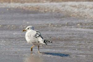 This large seagull is standing at the beach around the water in search of food. The grey, white, and black feathers of this shorebird stand out from the brown sand and ocean water. photo