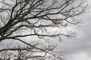 Bare branches of a tree reaching out. The long limbs are without leaves due to the Fall season. Looking like tentacles or a skeletal structure. The grey sky can be seen in the back with white clouds. photo