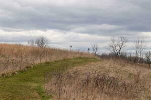 This beautiful walking path was cut through the field. The green, well-manicured lawn standing out among all the brown tall grass. This trail heads through a nature preserved around a wooded area. photo