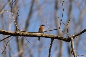 Cute little bluebird sat perched on this tree branch to look around for food. His rusty orange belly with a white patch stands out from the blue on his head. These little avian feels safe up here. photo