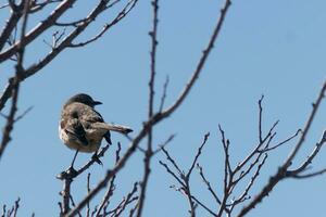 esta linda pequeño sinsonte se sentó posando en el árbol cuando yo tomó el fotografía. el ramas él se sentó en hizo no tener ninguna hojas a esconder a él. el invierno temporada es sólo finalizando y primavera es llegando foto