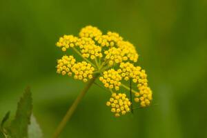 This beautiful Golden Alexander wildflower was seen in the middle of the field when this picture was taken. I love the little yellow flowers of this plant clustered together in pods. photo