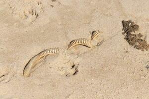 This beautiful knobbed whelk egg case laid spread out on the sand giving it a pretty nautical beach image. I love the look of the sea debris scattered about. This image was taken in Cape May. photo