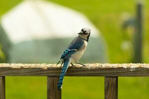 This blue jay bird was striking a pose as I took this picture. He came out on the wooden railing of the deck for some birdseed. I love the colors of these birds with the blue, black, and white. photo