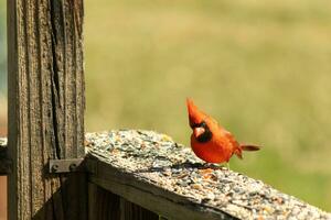 This beautiful red cardinal came out to the brown wooden railing of the deck for food. His beautiful mohawk standing straight up with his black mask. This little avian is surrounded by birdseed. photo