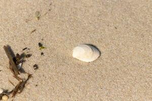 esta bonito berberecho cáscara laico en el playa entre el arena. esta bonito imagen es un clásico escena por el océano. esta concha estaba lavado arriba y varado por el océano. yo amor el surcos en él. foto