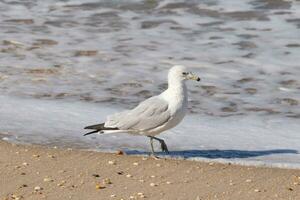 This large seagull is standing at the beach around the water in search of food. The grey, white, and black feathers of this shorebird stand out from the brown sand and ocean water. photo