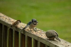 This cute little blue jay bird seemed quite inquisitive as it was perched on the wooden railing. His head tilted to the side to focus. He was in between a mourning dove and a sparrow. photo