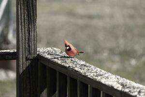 This beautiful red cardinal came out to the brown wooden railing of the deck for food. His beautiful mohawk standing straight up with his black mask. This little avian is surrounded by birdseed. photo