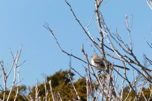 This cute little mockingbird sat posing in the tree when I took the picture. The branches he sat in did not have any leaves to hide him. The Winter season is just ending and Spring is arriving. photo