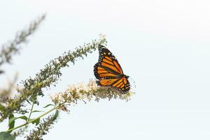 esta hermosa monarca mariposa es visitando esta flor silvestre a recoger néctar. su pequeño piernas pegajoso a el pétalos y Ayudar a polinizar. su bonito naranja, negro, y blanco alas frente a afuera. foto