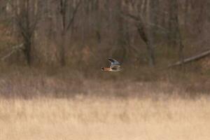 Kestrel flying across a field. This bird, also known as a sparrow hawk is the smallest falcon. The pretty orange and blue of the plumage stands out among the brown foliage depicting the Fall season. photo