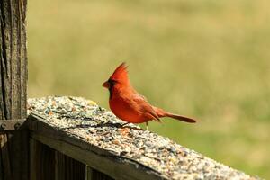 This beautiful red cardinal came out to the brown wooden railing of the deck for food. His beautiful mohawk standing straight up with his black mask. This little avian is surrounded by birdseed. photo