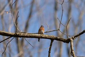 Cute little bluebird sat perched on this tree branch to look around for food. His rusty orange belly with a white patch stands out from the blue on his head. These little avian feels safe up here. photo