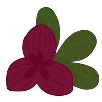 akebia flower. An Asian plant. Chocolate vine. Liana. Vector stock illustration. isolated on a white background.