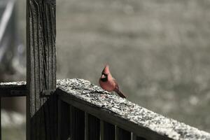 This beautiful red cardinal came out to the brown wooden railing of the deck for food. His beautiful mohawk standing straight up with his black mask. This little avian is surrounded by birdseed. photo