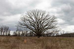 This large oak tree is seen in the distance. Its huge branches stretch out all over. The tree is seen here in a brown field during the Fall season. Pretty brown colors all around. The grey sky above. photo