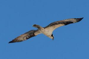 esta hermosa águila pescadora pájaro estaba volador en el claro azul cielo cuando esta imagen estaba tomado. además conocido como un pescado halcón, esta rapaz mira alrededor el agua para comida a saltar en. foto