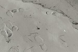 Footprints all around in the sand. These imprints in the brown grains at the beach show the traffic of people. The temporary tracks show where once people have been. photo