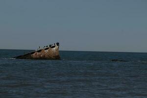 Beautiful concrete ship in the ocean with so many shorebirds on top. This sunken ship is a trademark of Sunset beach in Cape May New Jersey. Double-crested cormorants are resting on it. photo