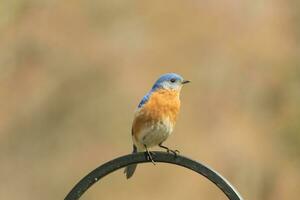 This pretty bluebird came out to the shepherds hook to rest. The little avian sat on the metal pole for a bit. His rusty orange belly with a white patch stands out from his blue head and dark eyes. photo