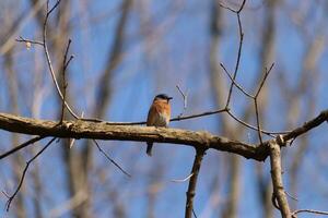 Cute little bluebird sat perched on this tree branch to look around for food. His rusty orange belly with a white patch stands out from the blue on his head. These little avian feels safe up here. photo