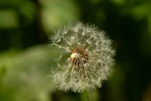 This beautiful dandelion seedpod was sitting in the middle of the yard among the grass. These blowballs are so pretty to see and help the flower disperse others around. photo