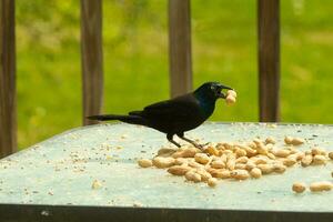 This beautiful grackle came out for a peanut. The black bird has a nut in his mouth. The yellow eye seems to glow and looks menacing. The feathers have a blue shine to them when hit by the sun. photo