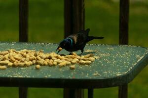 This pretty grackle bird came to the glass table for some peanuts. I love this bird's shiny feathers with blue and purple sometimes seen in the plumage. The menacing yellow eyes seem to glow. photo