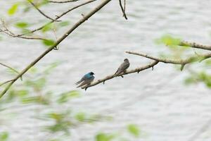 These two cute tree swallows were sitting in the branch over top of a river. The bright blue bird is the male. The brown one is a female. These two are relaxing while waiting for insects to eat. photo