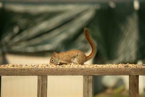 This cute little red squirrel came out to the railing of my deck. His cute little dark eyes looking satisfied. His fluffy tail out to keep him balance. This little rodent is surrounded by birdseed. photo
