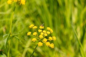 esta pequeño de patas amarillas minería abeja estaba fuera coleccionar néctar en esta campo. el pequeño insecto es sentado en un dorado Alejandro flor y Ayudar a polinizar. el minúsculo error tiene un a rayas cuerpo. foto