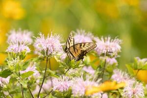 Butterfly coming out into the wildflower field for some nectar. The eastern tiger swallowtail has her beautiful black and yellow wings stretched out. Her legs holding onto a wild bergamot flower. photo