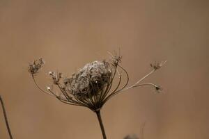 Queen anne's lace seen here in the field. The dried up flower used to be white but is now brown due to the Fall season. photo