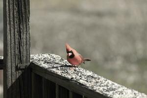 esta hermosa rojo cardenal llegó fuera a el marrón de madera barandilla de el cubierta para alimento. su hermosa mohawk en pie Derecho arriba con su negro mascarilla. esta pequeño aviar es rodeado por alpiste. foto
