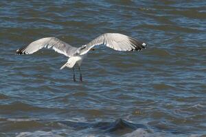 Beautiful seagull taking off from the black rocks of the jetty. This large shorebird has wings spread open to glide on the winds coming off the ocean. He has pretty black, grey, and white feathers. photo