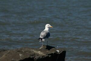 esta majestuoso mirando de pico anillado Gaviota estaba en pie en el embarcadero a el hora yo Mira esta fotografía. esta aves playeras es qué usted visualizar cuando yendo a el playa. el bonito gris y blanco plumas. foto