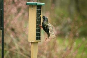 Starling looks to be struggling to cling to the side of this suet cage. His black feathers shine in the light like oil mixed with water. The white speckles of this bird look like stars. photo