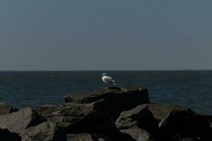 esta majestuoso mirando de pico anillado Gaviota estaba en pie en el embarcadero a el hora yo Mira esta fotografía. esta aves playeras es qué usted visualizar cuando yendo a el playa. el bonito gris y blanco plumas. foto