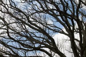 Bare branches of a tree reaching out. The long limbs are without leaves due to the Fall season. Looking like tentacles or a skeletal structure. The blue sky can be seen in the back with white clouds. photo